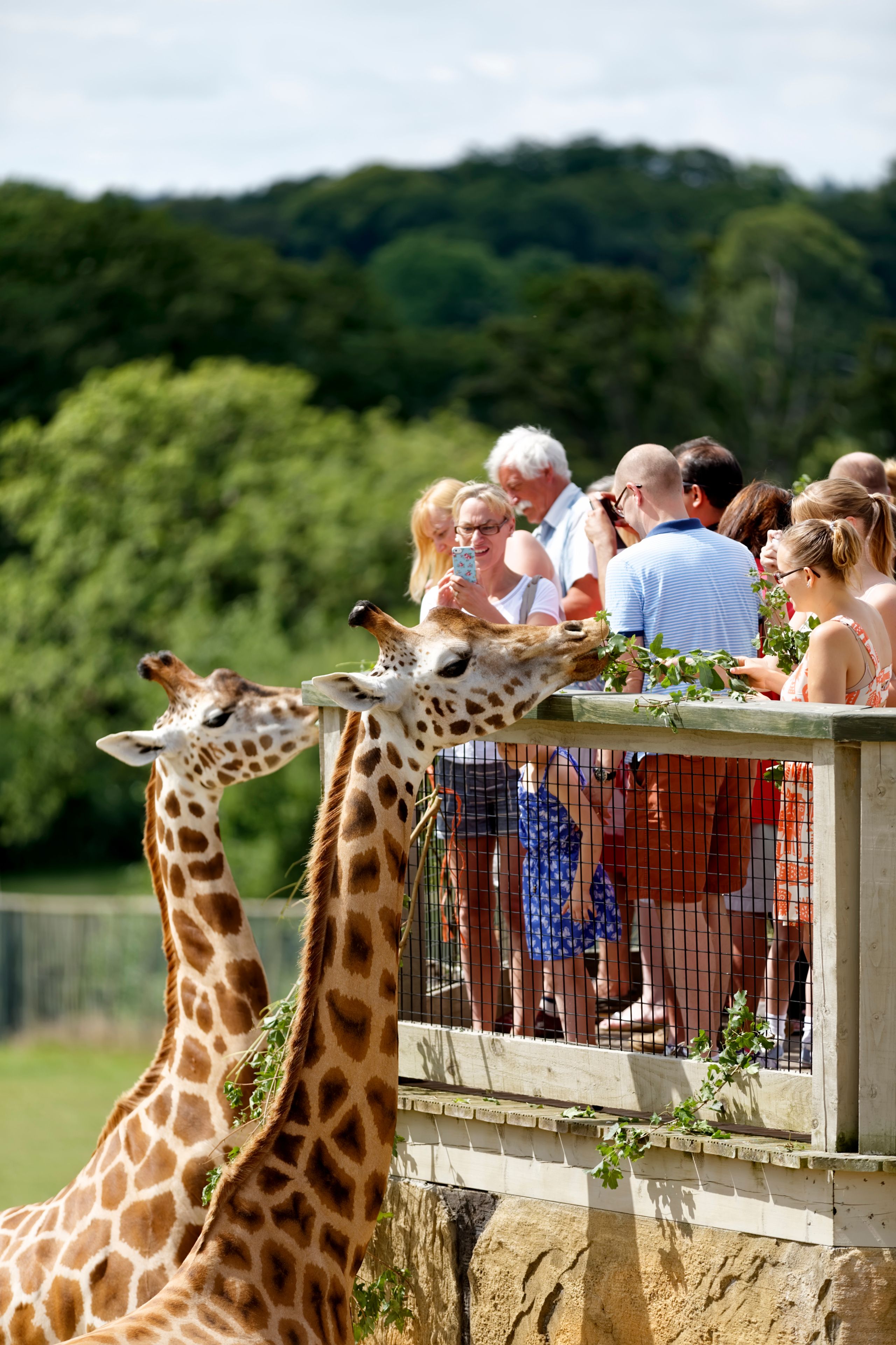 Jiraffes in Bristol zoo
